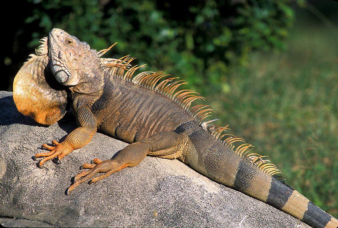 Zoo Miami’s Ron Magill says he recently found this large iguana on Key Biscayne. He says it was approaching seven feet in length.