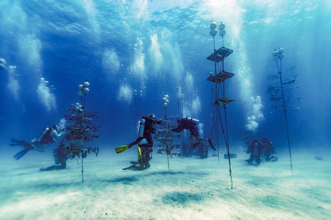 Volunteer divers and Rosenstiel School scientists collect healthy coral from the Paradise Reef nursery be planted on an adjacent reef on Friday, August 4, 2023.