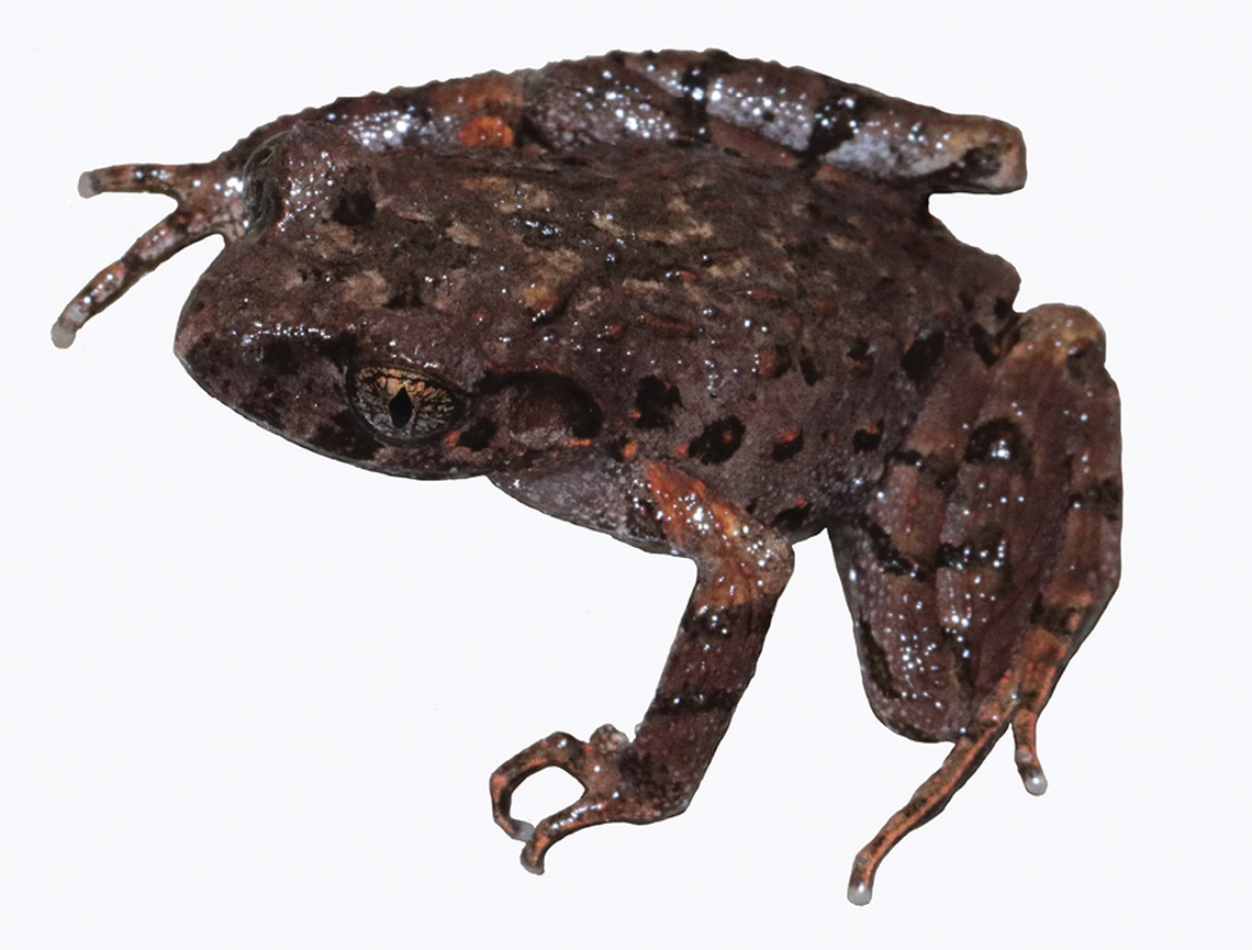 The Yachang leaf litter toad.