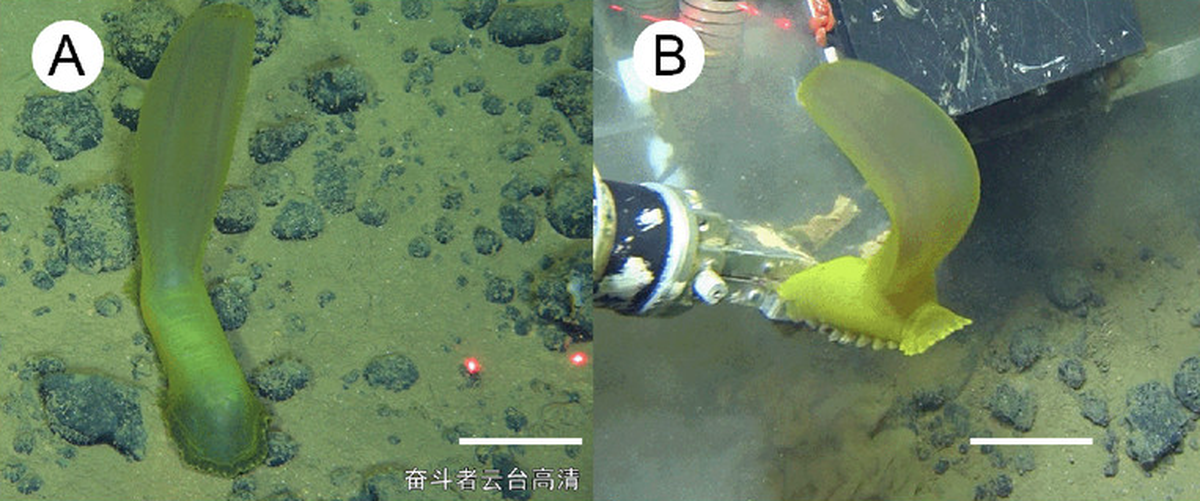 Psychropotes diutiuscauda is yellow-green in color and has a long appendage mimicking a tail, researchers said.