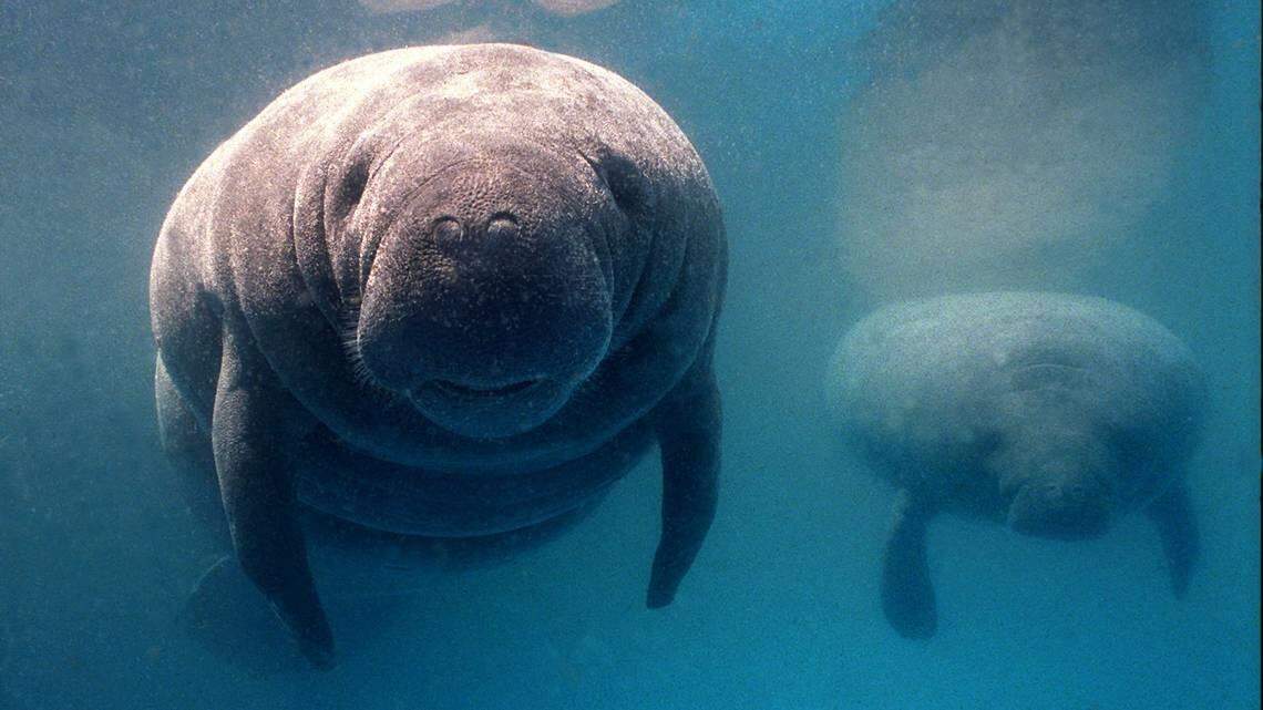 Manatees are protected by various federal and state laws.