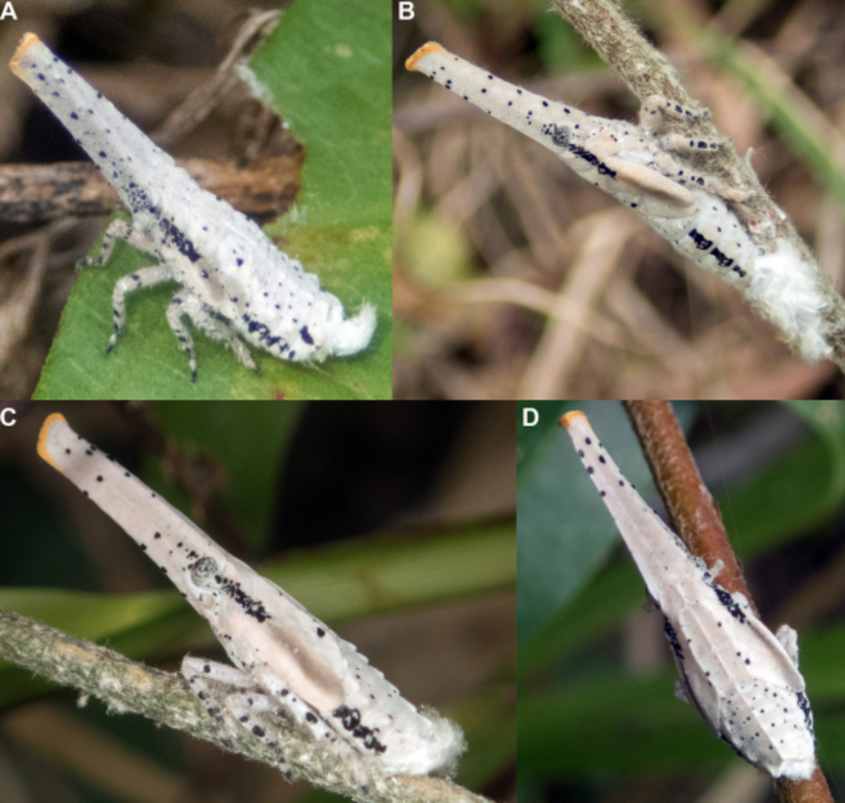 Zanna chartieri nymphs were found in high density near the Rainbow Lodge in Cambodia.