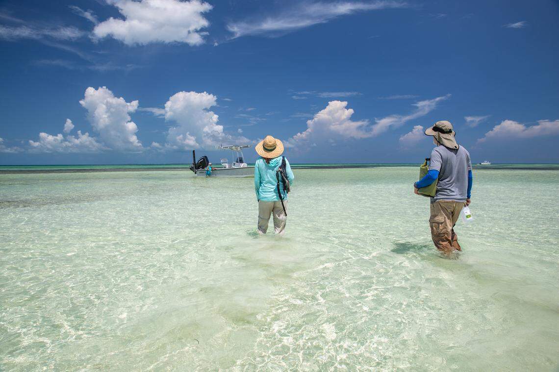 To monitor the wild colonies of Miami Blue butterflies, University of Florida researchers travel to remote islands in the Key West National Wildlife Refuge. Photo by Geena Hill, UF McGuire Center for Lepidoptera and Biodiversity