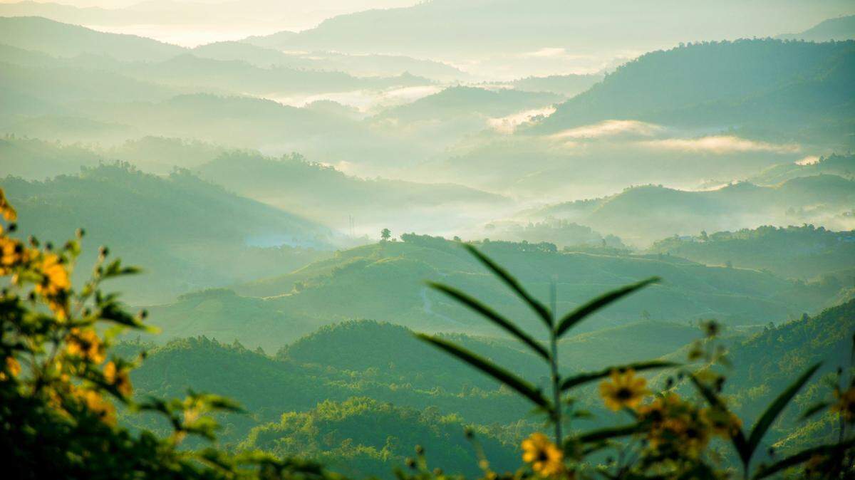 In the forests of the southern peninsula of Thailand, an elusive predator made a rare appearance on a trail camera, wildlife officials said.