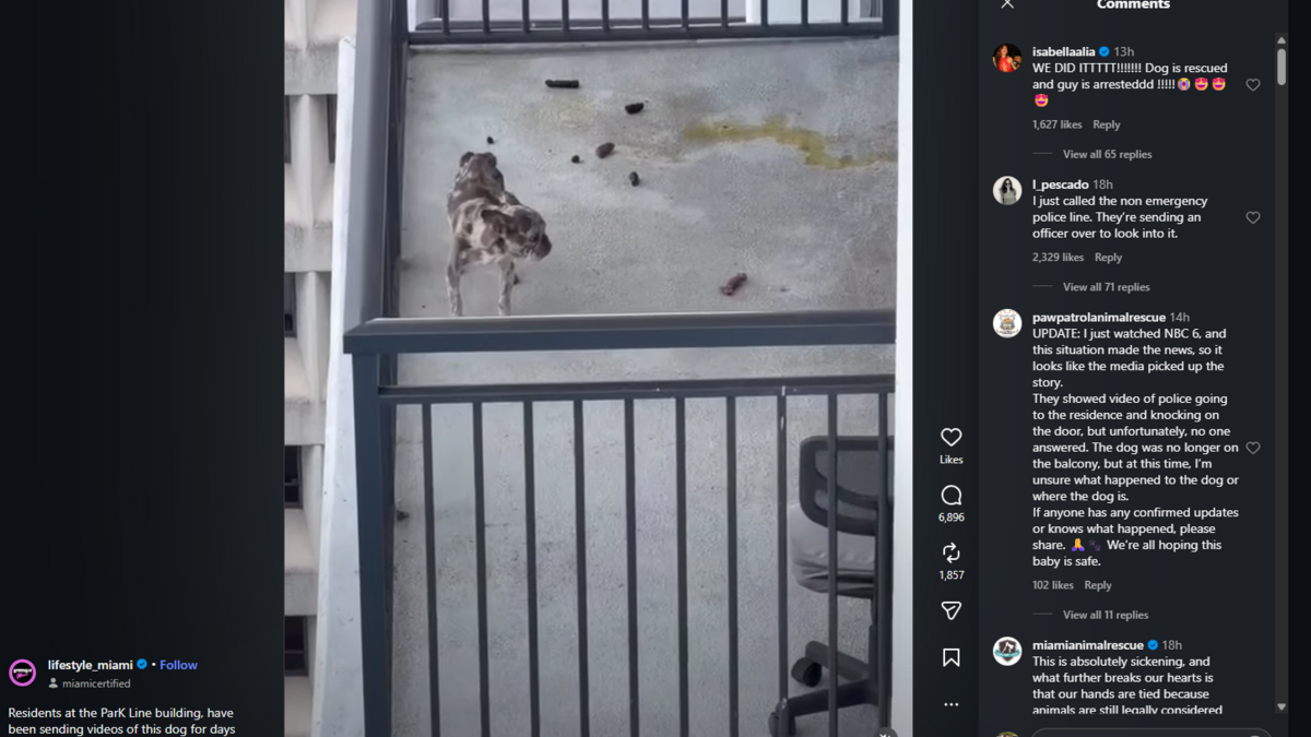 Coverage image for: Viral video of seemingly malnourished dog leads to Miami DJ’s arrest: reports