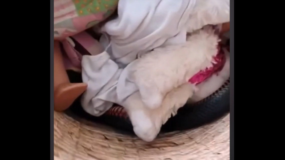 In a child’s toy basket in Australia, a highly venomous snake slithered among the toys.