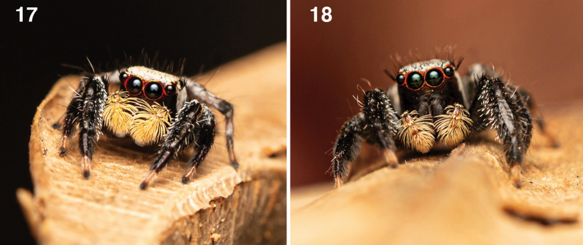 Black tufts of hair behind the massive eyes look like eyelashes, researchers said.