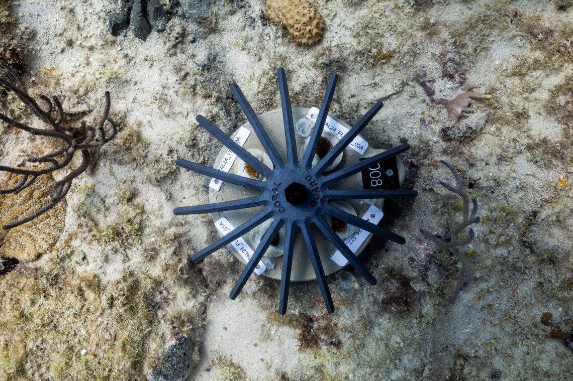 A close look at the device that holds four thumbnail-sized pieces of baby coral, which scientists will watch as they grow and develop in their new home on the sea floor.