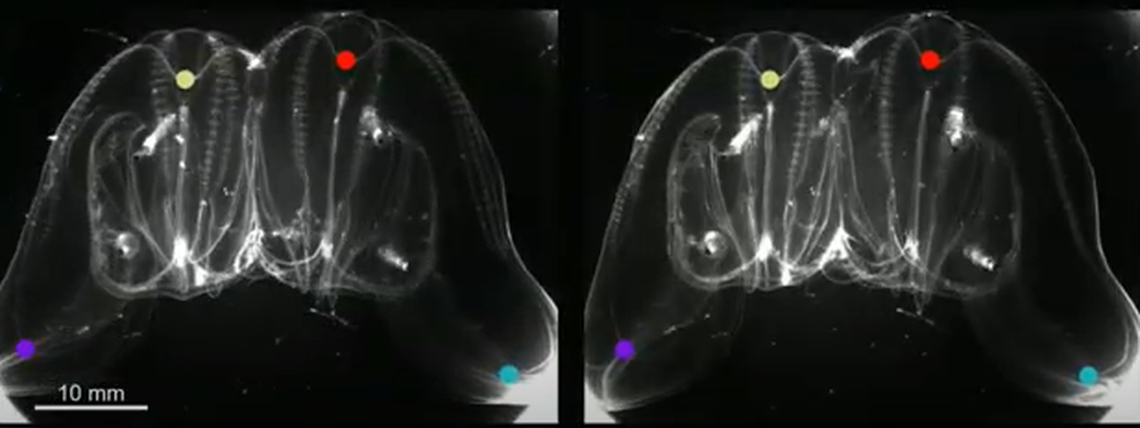 Instead of a single bell shape, the animal had two rear ends and two sensory organs, researchers said.