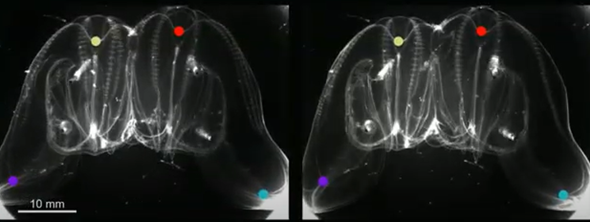 Instead of a single bell shape, the animal had two rear ends and two sensory organs, researchers said.
