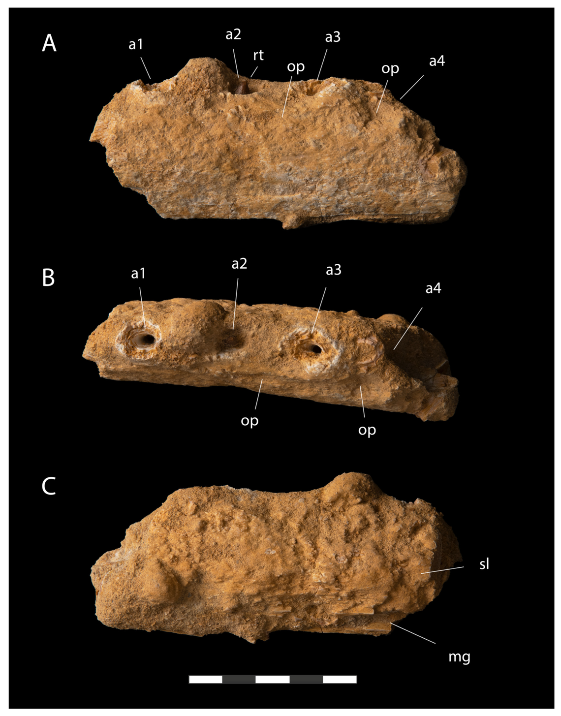 The jawbone identified as Stelladens mysteriosus.