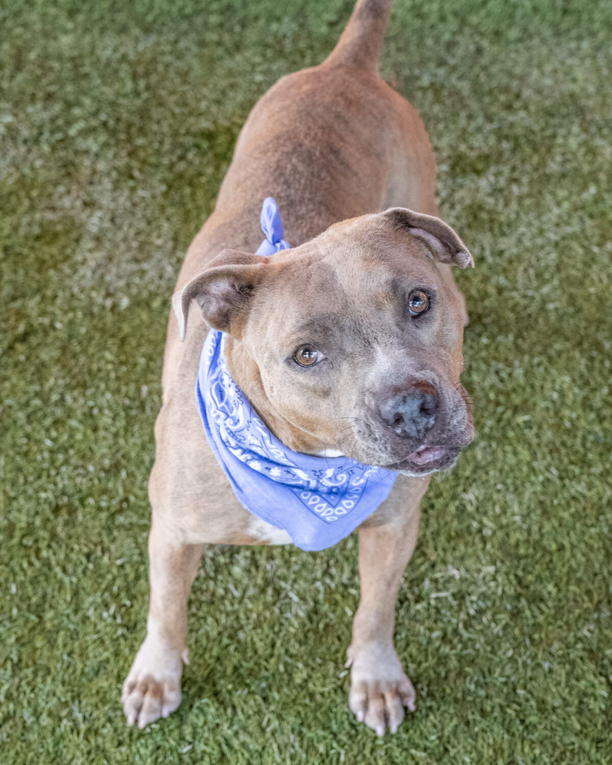 Lucy #A2428541 is a 2-year-old terrier mix with a heart of gold. She came into the shelter as an injured stray in January and has been waiting for her forever home ever since. Lucy can be a bit shy at first, but once she warms up to you, she’s a loyal and loving companion. She’s the perfect size and has beautiful hazel eyes that will make you fall in love with her instantly. Lucy loves nothing more than a good back scratch and will repay you with endless cuddles and affection. If you’re looking for a gentle and loving dog to add to your family, Lucy is the perfect match. Stop by today and ask for a meet and greet with Lucy!