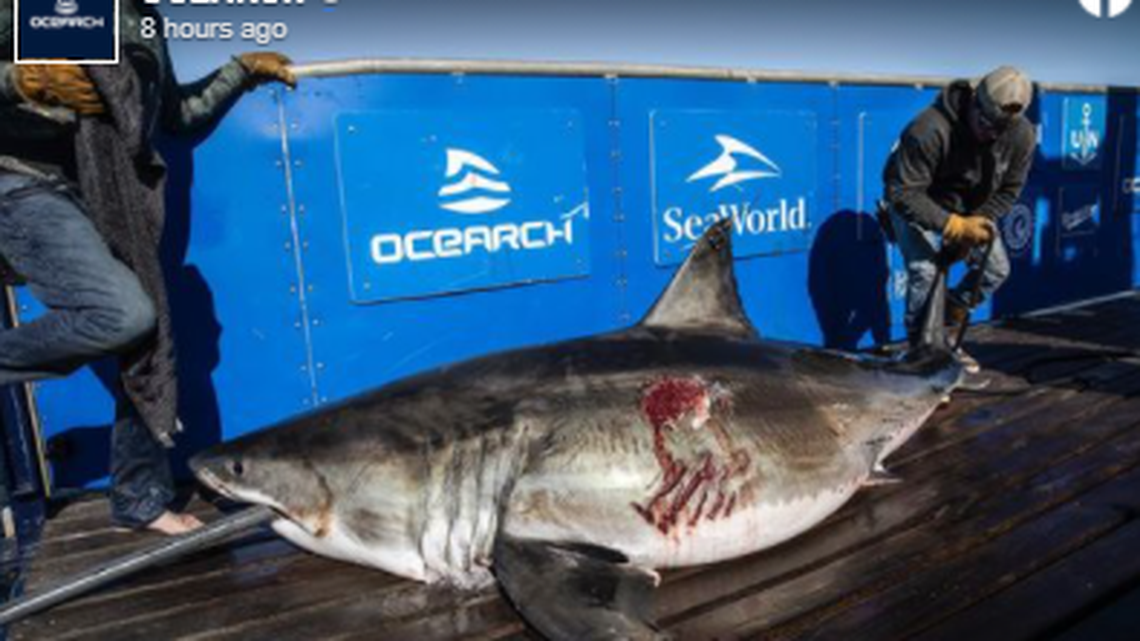 Are sharks gathering to mate off North Carolina? Mission launched to prove it’s true