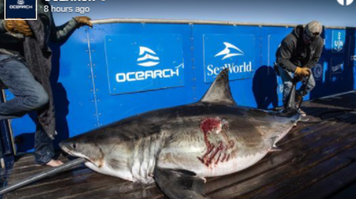 What bit this 11-foot, 7-inch shark in the Northwest Atlantic? OCEARCH experts suspect it was another shark.