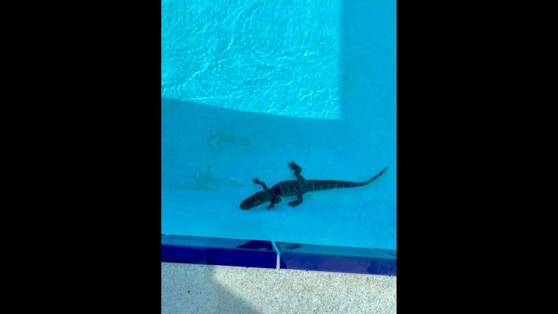 A young alligator was found walking around on the bottom of the pool last week at Montverde Academy in Montverde, Florida. It was evicted by sheriff’s deputies.
