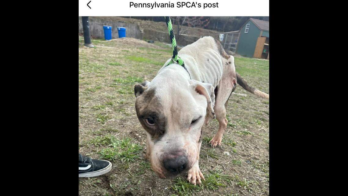 Hector was rescued from a backyard in North Philadelphia.