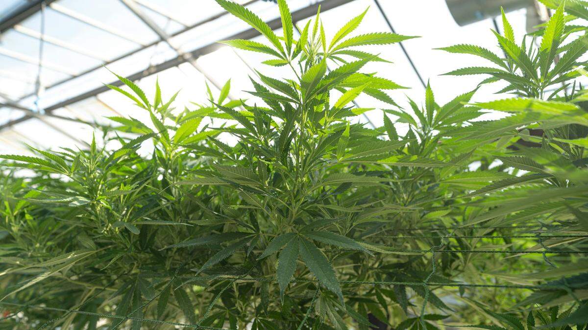 Two New York marijuana growers died after becoming infected with a fungus commonly found in bat poop, doctors said.