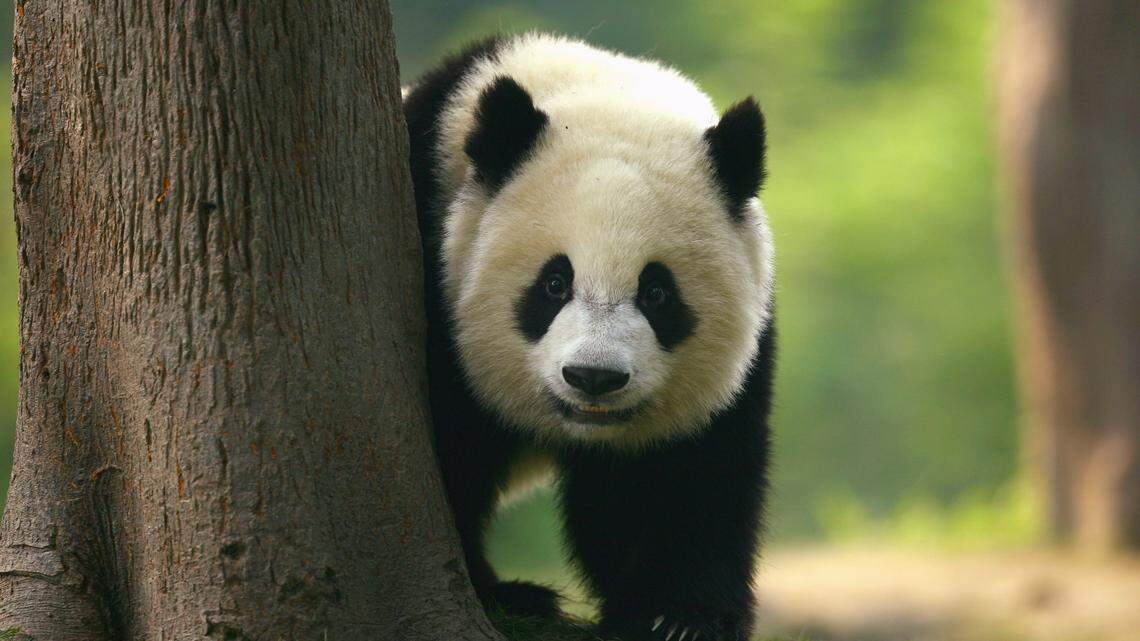 CHENGDU, CHINA - SEPTEMBER 19: A Giant Panda cub is seen on show at China's largest breeding Programme at Chengdu Research Base Of Giant Panda Breeding on September 19, 2007 in Chengdu, China. Chengdu Research Base of Giant Panda Breeding is dedicated to the conservation of native Chinese endangered species including the giant panda and red panda at its 105 hectacre site. (Photo by Paul Gilham/Getty Images)