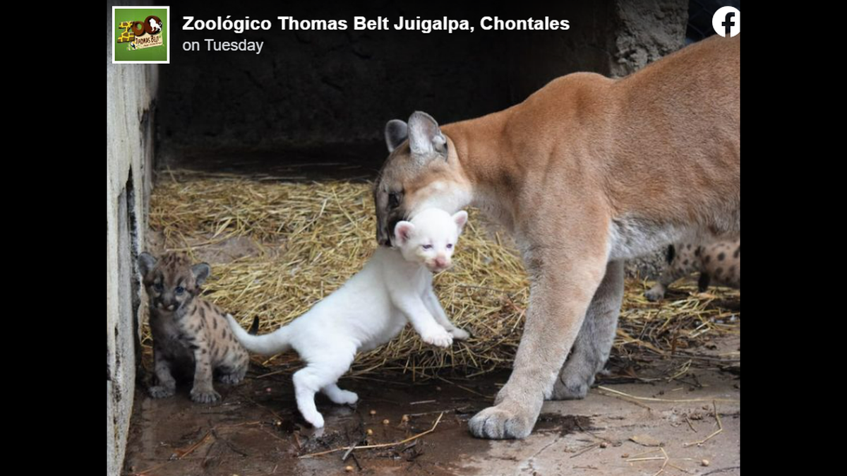 An albino puma cub was recently born at the Thomas Belt Zoo in Nicaragua.