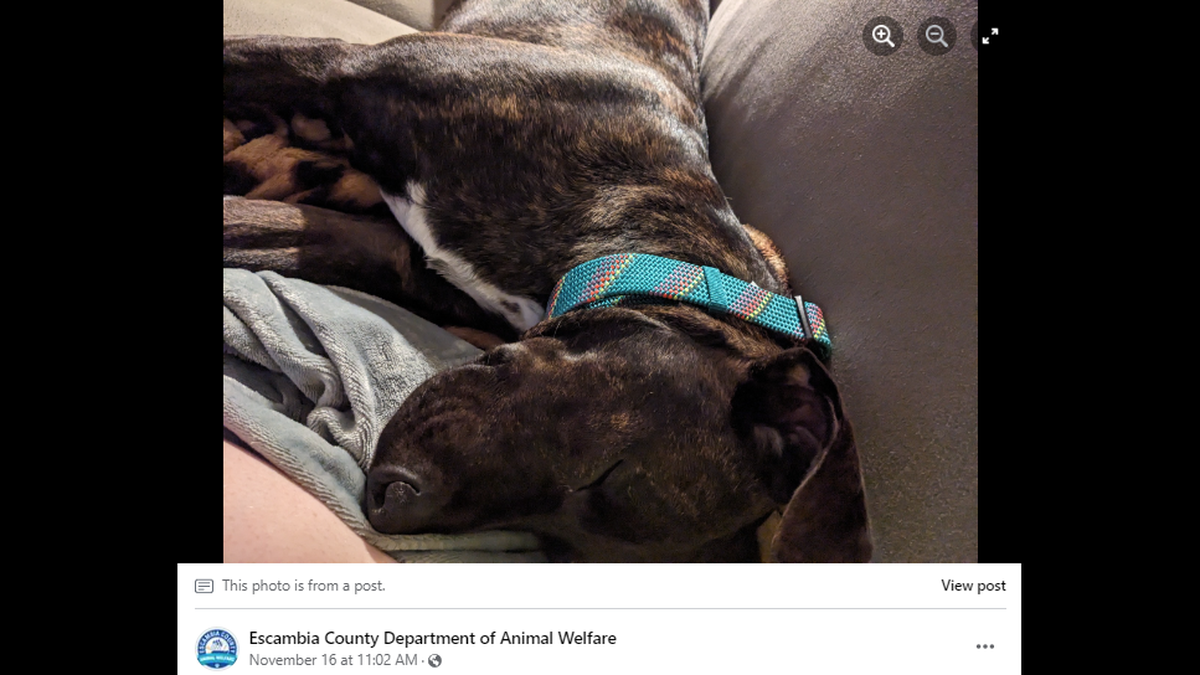Gibson has settled in to his new home, taking a snooze next to his mom on the couch.