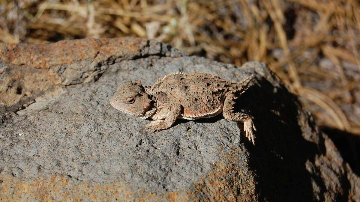greater short-horned lizard on rock