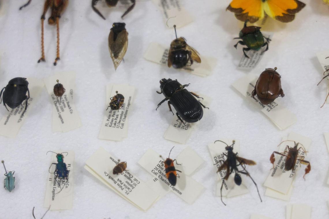Samples of pest are identified and on display as U.S. Customs Agricultural Specialists inspect a significant shipment of flowers from Colombia and Ecuador that arrived at the FedEx Cargo Hub at Miami International Airport, as local florists and distributors prepare for Valentine’s Day on February 12, 2025. Notably, only 2% of the shipments are inspected by U.S. Customs Agricultural Specialists in order to ensure pest management and the quality of floral and plant shipments.