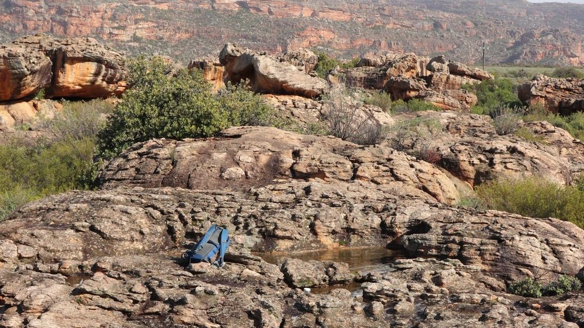 In the rocky outcrops of southwestern South Africa, a “dainty” creature rests in pools of water at night.
