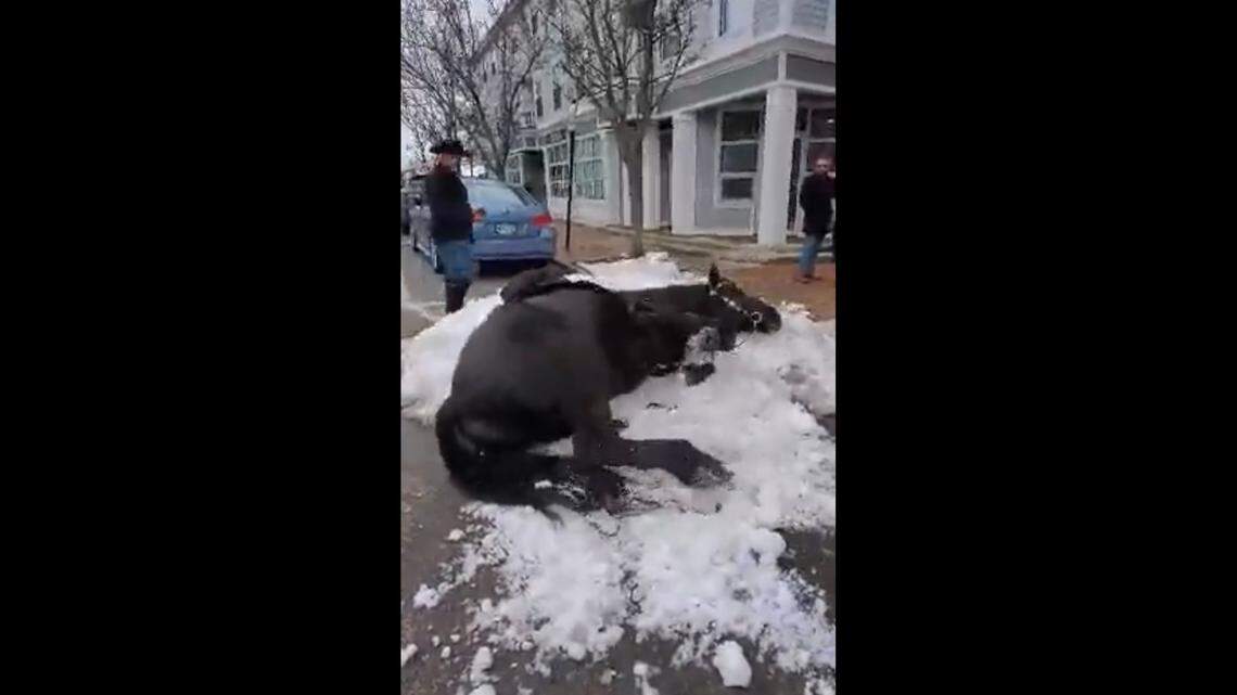 “Hercules” the therapy horse was seen rolling around in a pile of snow in Portsmouth, New Hampshire, video shows. The horse is from nonprofit Horses Over America.