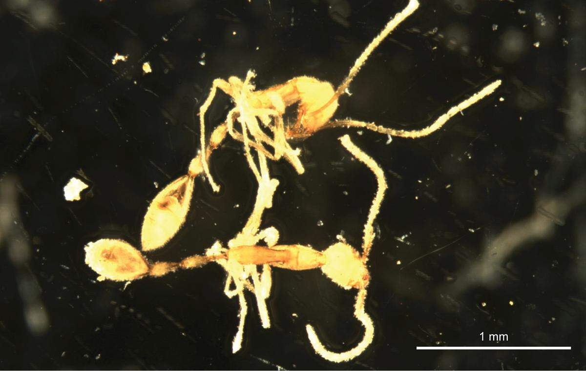 Only two of the elusive ants were discovered, the second species in their genus found in Australia, researchers said.
