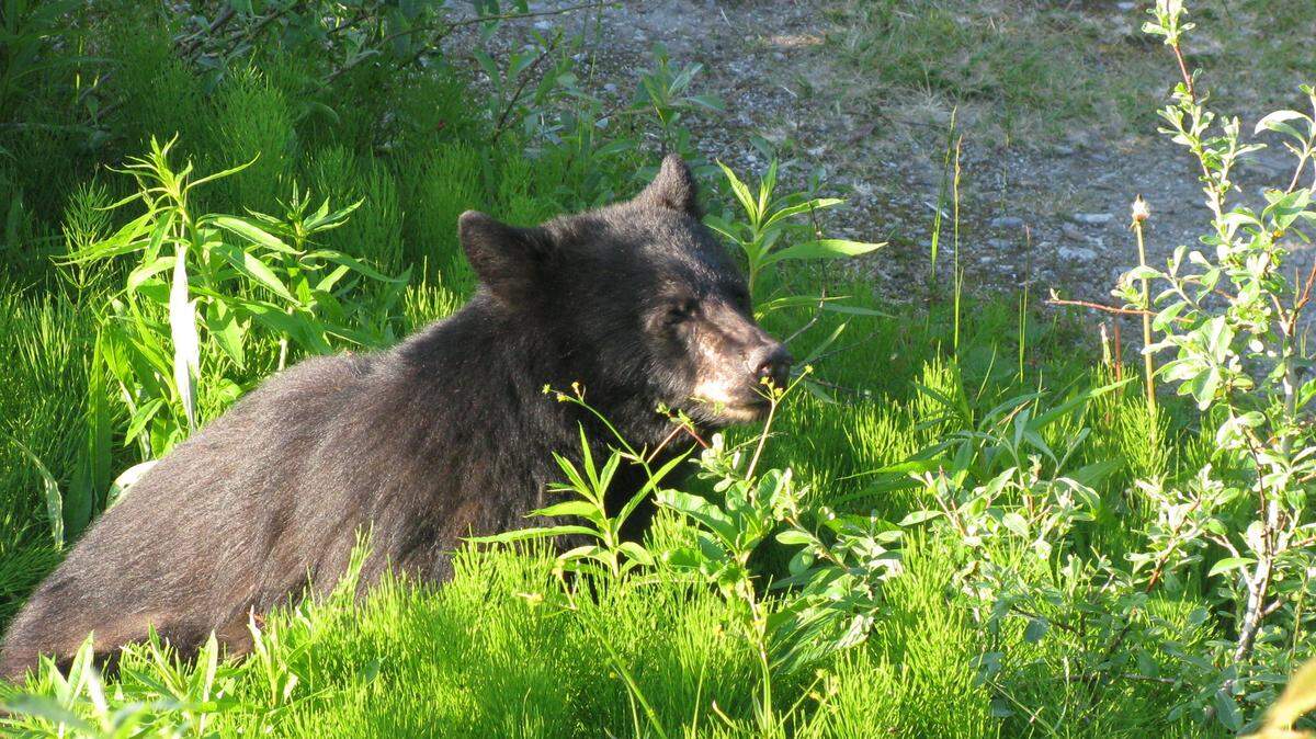 In this stock photo, a young black bear is seen near the Mendenhall Glacier Visitor Center on Saturday, June 23, 2012, in Juneau, Alaska.