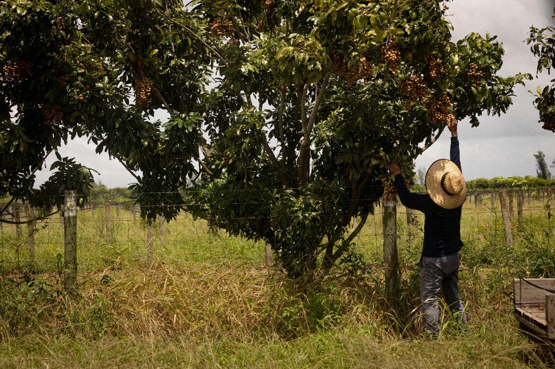 A farm labor worker picks produce at Power Bloom Farms on Monday, Aug. 21, 2023, in Homestead, Fla. SB 1718 is a new law imposing a series of immigration related restrictions that could affect the migrant workers that certain farms and nurseries employ.