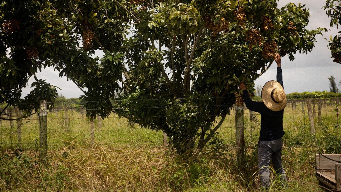 A farmworker picks produce on Monday, Aug. 21, 2023, in Homestead, Fla.