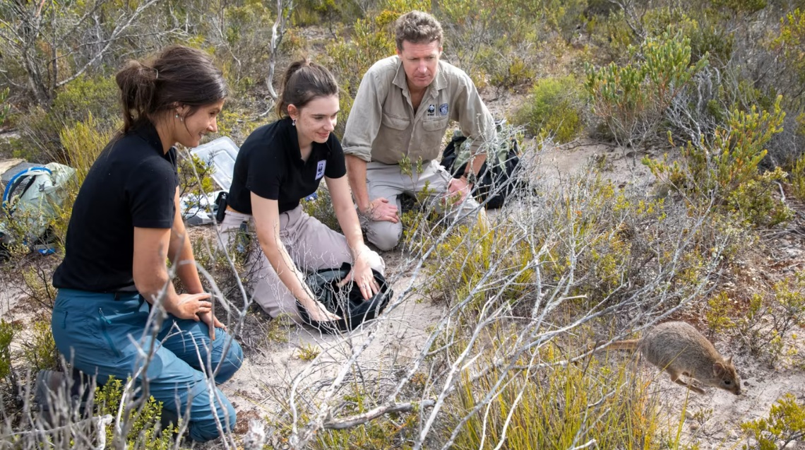 Researchers release a bettong (lower right corner).