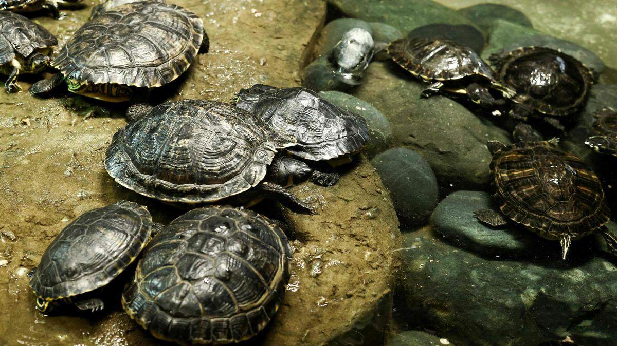 turtles at refuge