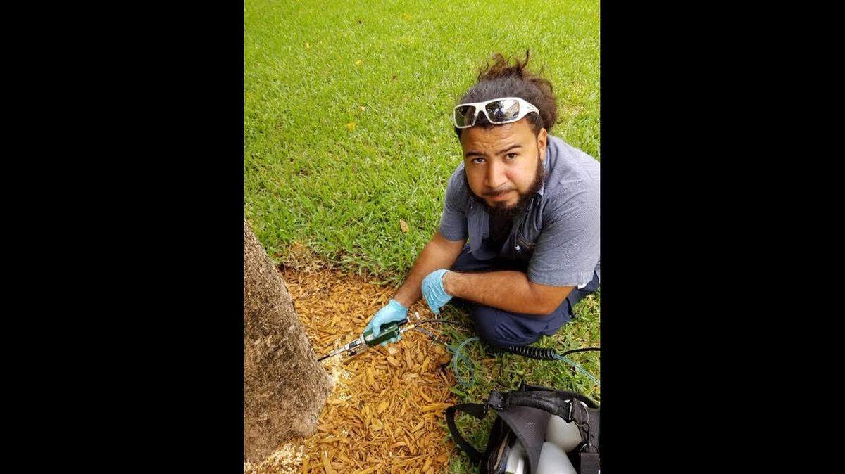Kenny Martinez, who works for the city of Coral Gables, injects pesticide into a black olive tree.