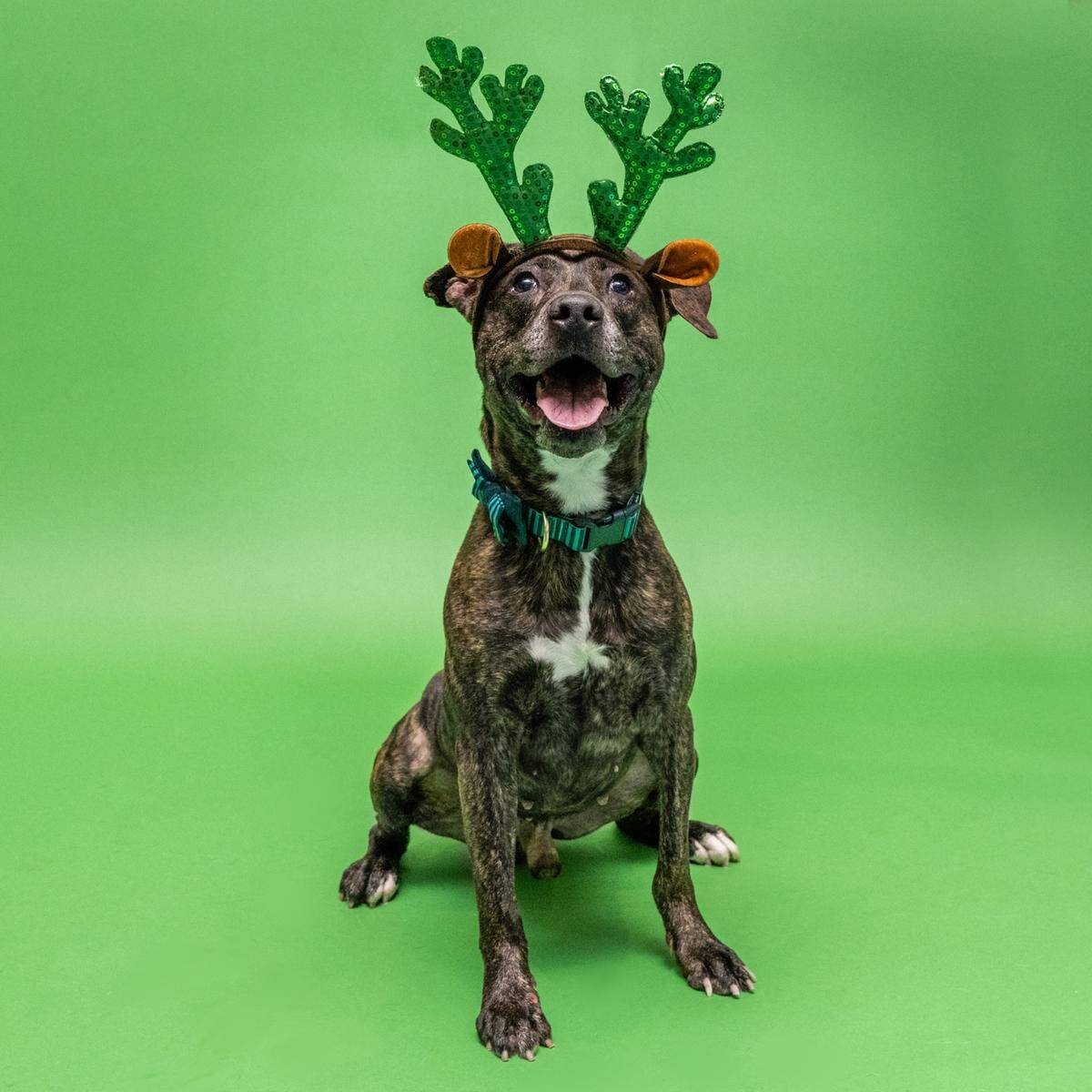 “Bo&nbsp;#A2360840&nbsp;is a playful and energetic 3-year-old boy who loves playing with toys and splashing around in the pool!&nbsp; This energetic boy would love to join you on your adventures and be your best friend.”