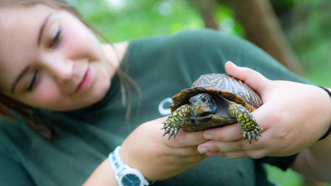 A turtle named David Beckham was returned to the Santa Fe College Teaching zoo in Gainseville after being abducted back in May. Three suspects were arrested in the case.