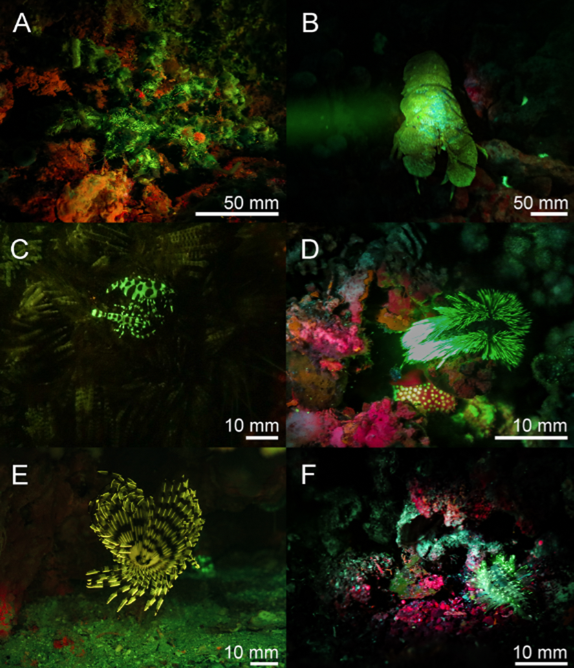 Many sea creatures were found to glow for the very first time when a research dive team used a specialized light and camera.