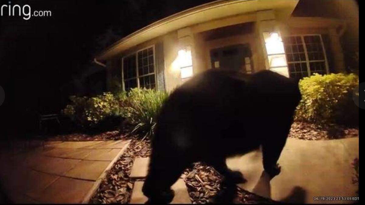 A black bear approached the front porch of a house in the Glen Eagle subdivision in Winter Springs, according to a Facebook post from the Winter Springs Police Department