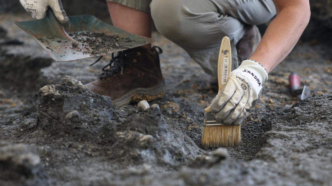 excavation site fossilized bones