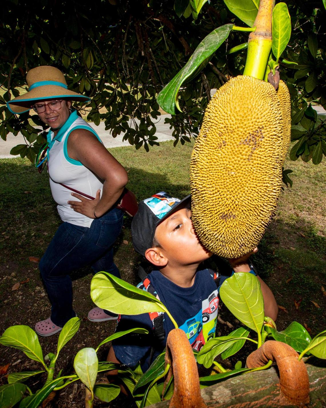 Broward resident Maria Montoya watches as her 7-year-old son Benjamin Montoya takes a whiff of the jackfruit at the Fruit & Spice Park in Redland, Florida, on Saturday, May 8, 2021.