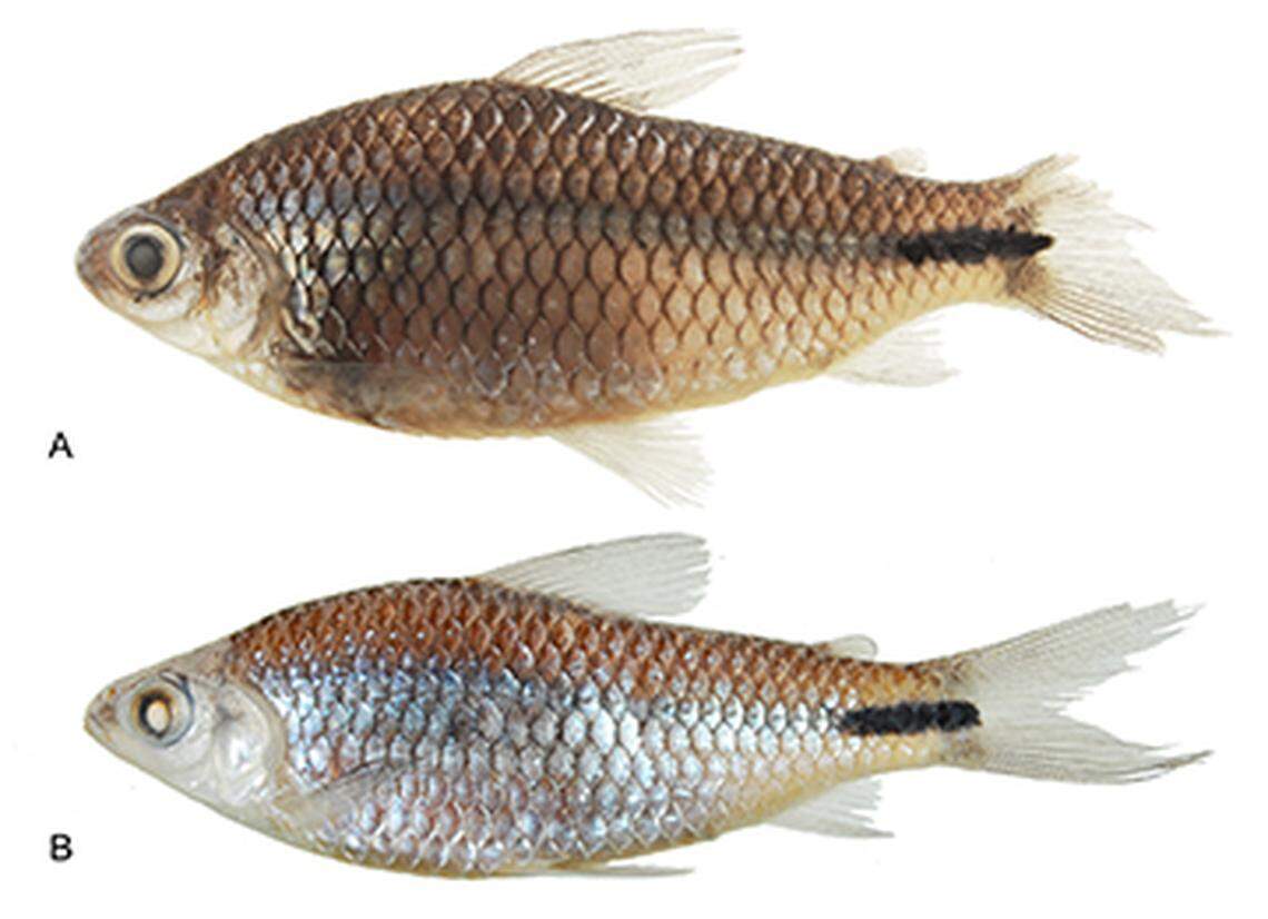 The fish has olive-colored and silver scales, and a hidden stripe down the length of its body, the researchers said.
