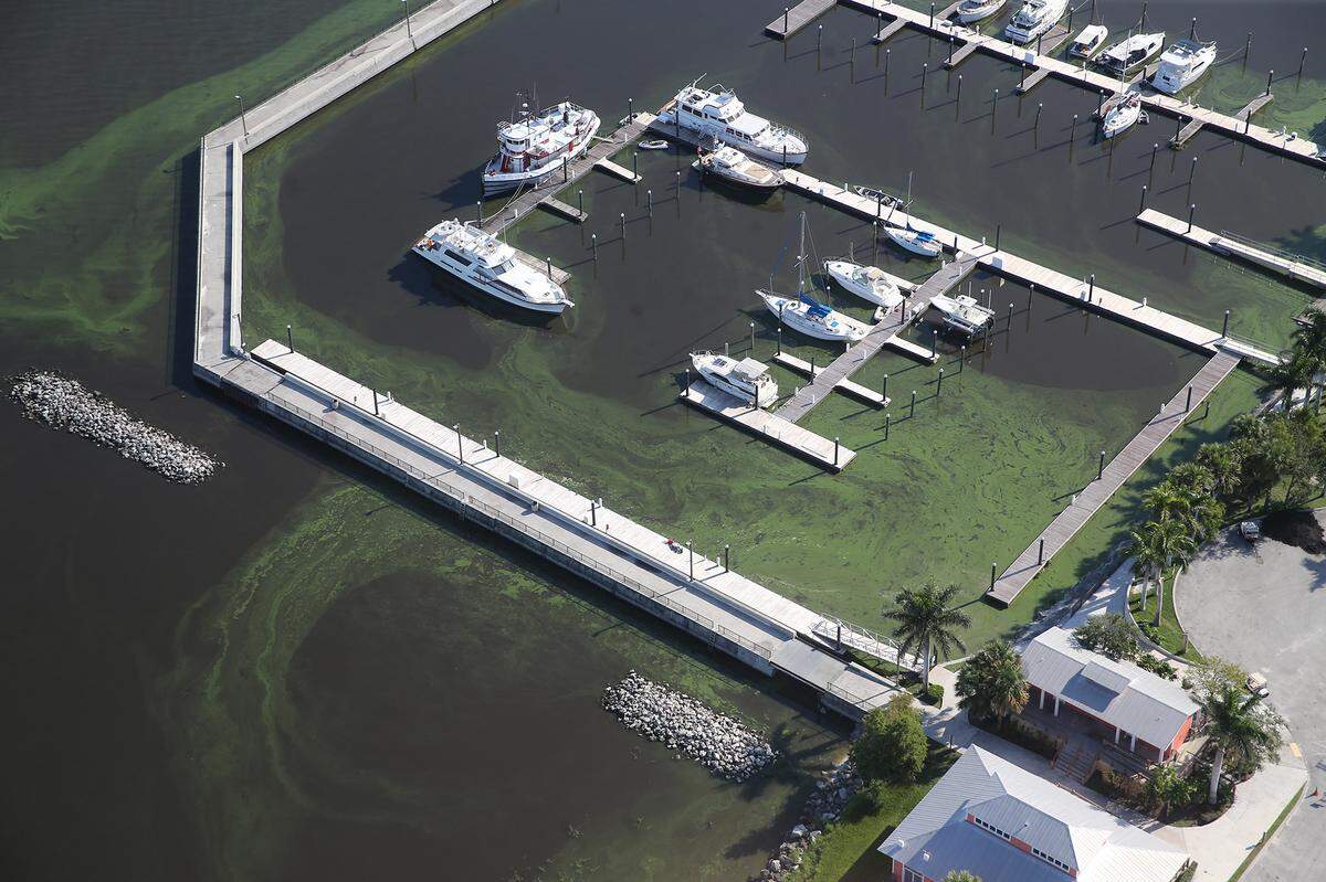 Algae on Lake Okeechobee’s eastern shore surround boats docked at the Pahokee Marina on July 11, 2018. An algae bloom has residents and government officials concerned, particularly after the 2016 algae bloom that impacted the environment and economies in the region.