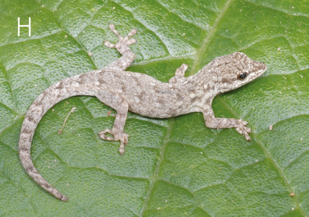 A Lygodactylus gamblei, or Gamble’s dwarf gecko, as seen from above.
