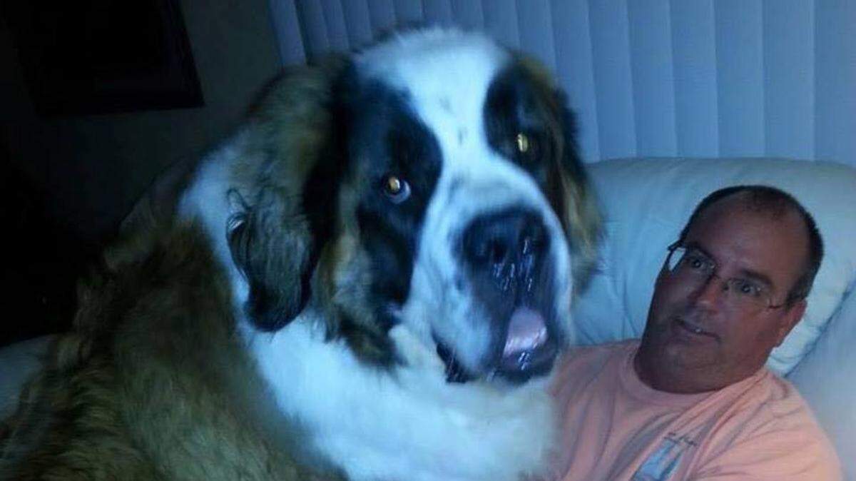 Will O’Shea is pictured with Logan, a 200-pound St. Bernard. Logan went missing Monday from his Pinellas County home.