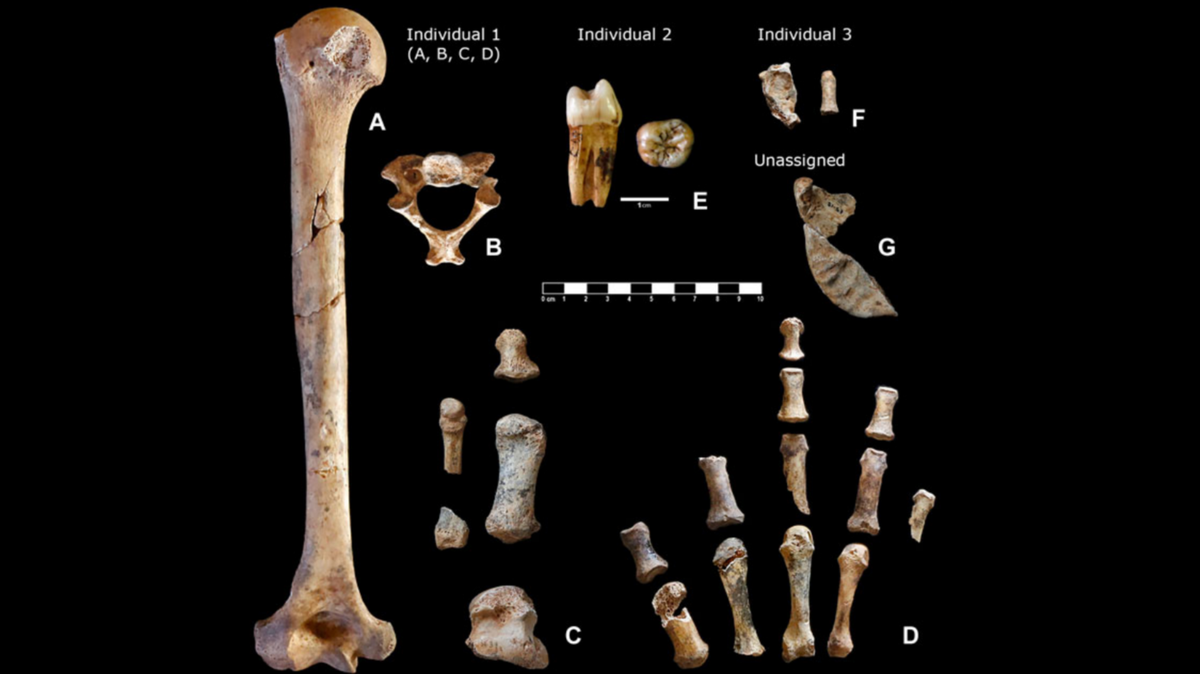 An “extensive” collection of Neanderthal remains were discovered inside a box donated to a museum, according to a study.