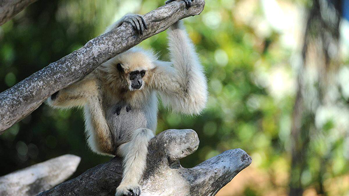 Prisilla, the oldest primate in Zoo Miami's collection and the third oldest Lar gibbon in all of North America, according to Zoo Miami, died June 4, 2018.