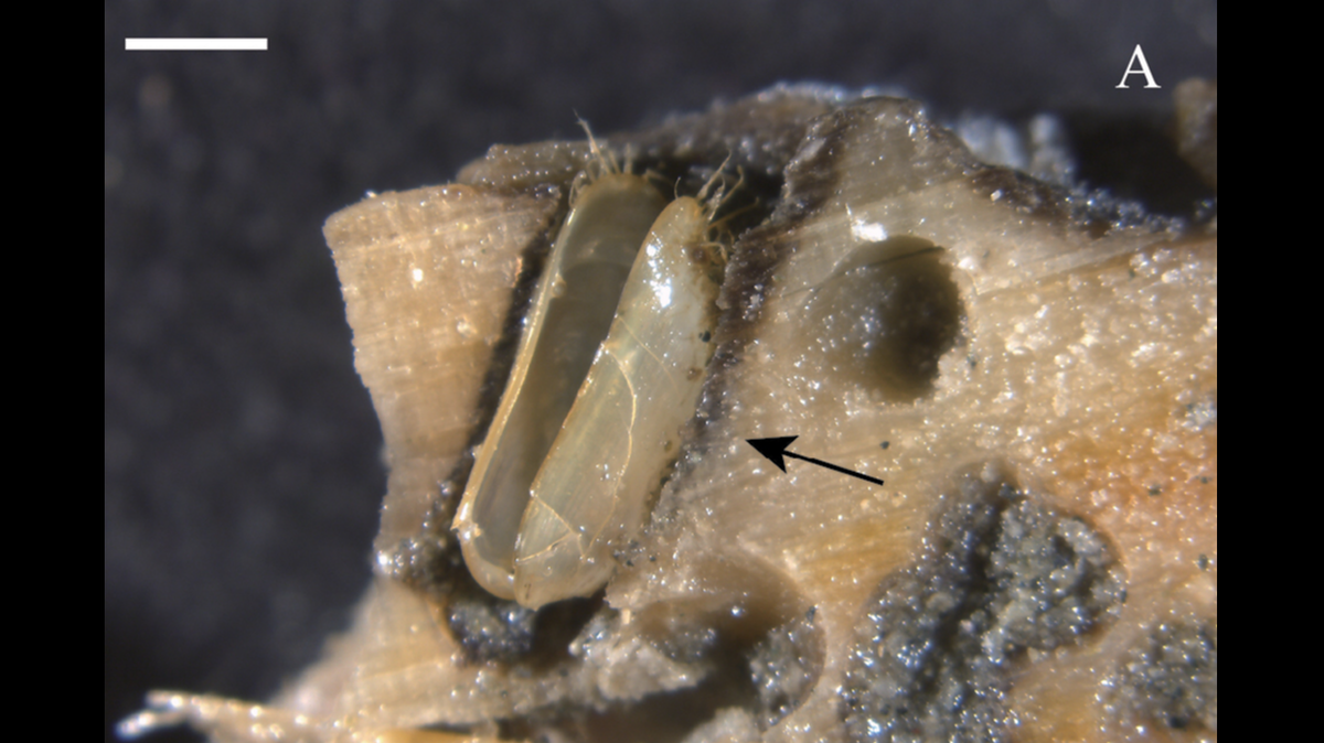The creatures live in holes in wood at the bottom of the ocean.