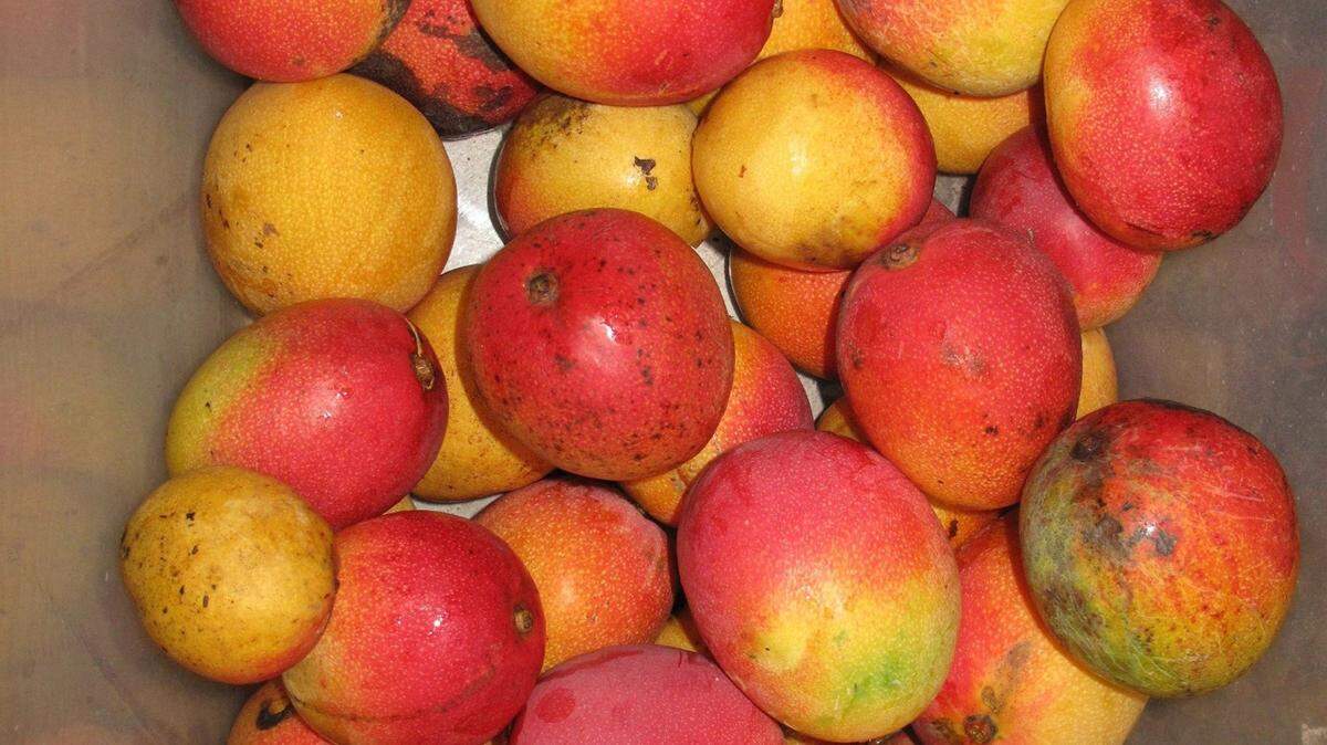 South Florida mango trees are in full bloom with their mangoes. Mangoes are a nutritional powerhouse, containing beta-carotene and polyphenols that boost heart health and reduce cancer risk.