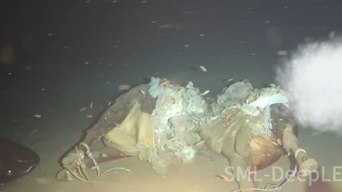 A deep-sea creature was seen in the South China Sea for the first time when researchers dropped a cow carcass on the seafloor.